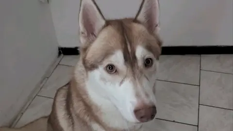 Husky Sibérien photo 2