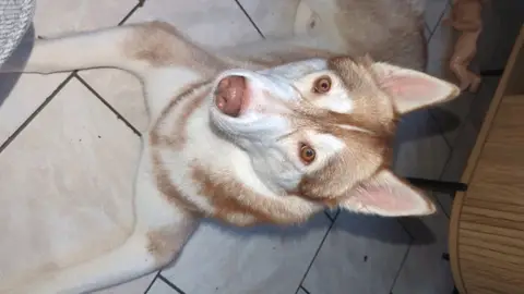 Husky Sibérien
