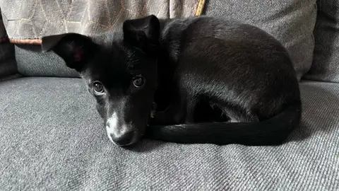 Adorable Chiot Shiba