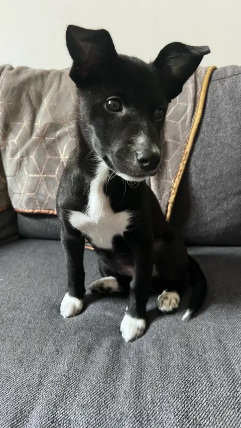 Adorable Chiot Shiba photo 3