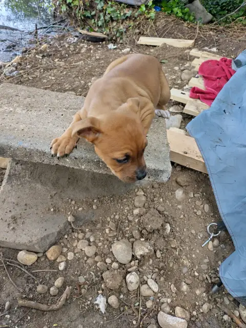 Staffie bull terrier né le 18 février une jolie photo 2