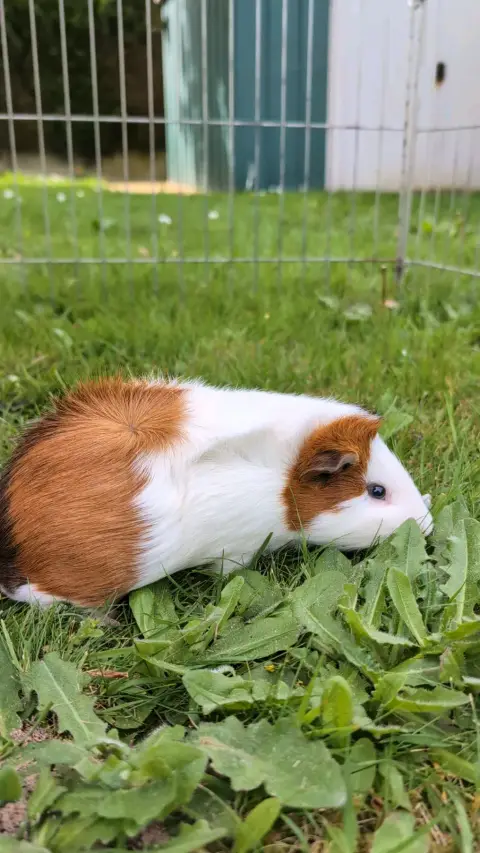 Punky à l'adoption en duo avec son papa photo 2