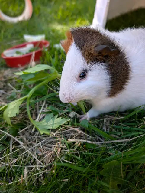 Punky à l'adoption en duo avec son papa photo 3