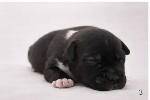Staffordshire Bull Terrier  Chiot Bringé Foncé Et Bla 5e876