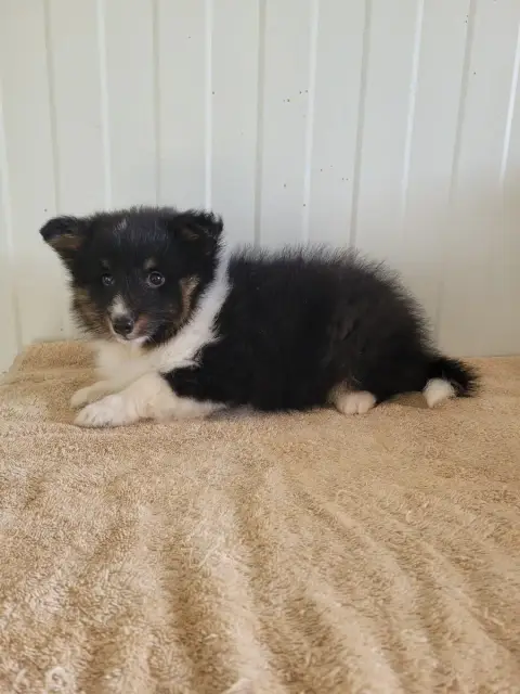 Shetland Sheepdog  Chiot N°1 Des Terres De Bourguenai 0ab08