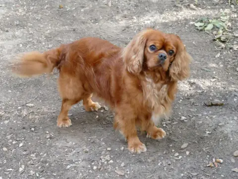 Cavalier King Charles Spaniel photo 3