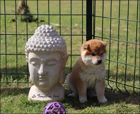 Shiba  Bouba Du Temple De Jade photo 3