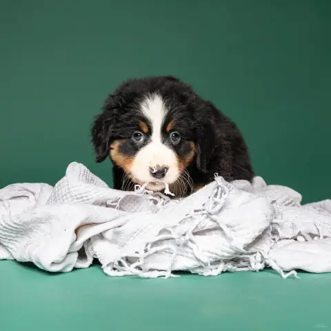 Bouvier Bernois  Chiot Rose Clair De La Lumière D'Ede fa1cc photo 2