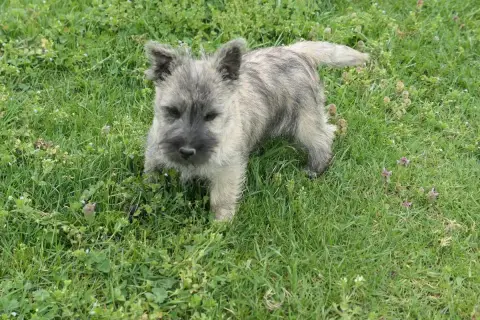 Cairn Terrier  Chiot 3 De La Paix Retrouvee photo 2