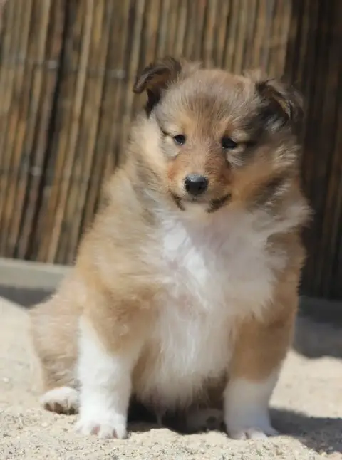 Shetland Sheepdog  Belem (Nom Provisoire) Des Petites 8623a