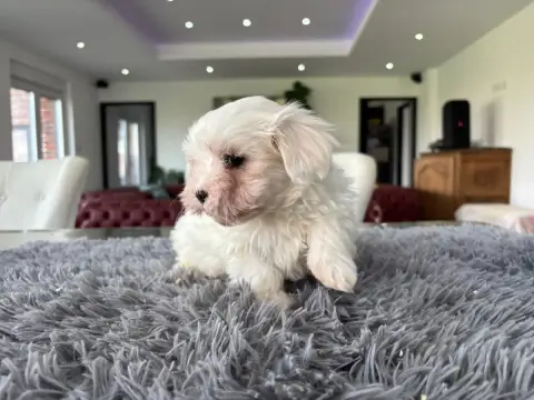 Bichon Maltais  Chiot N°2 Du Domaine De L'Écaillon photo 2