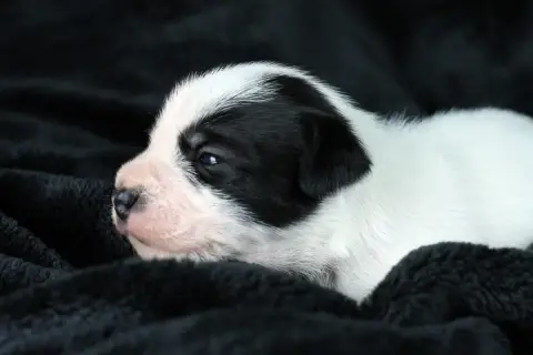 Parson Russell Terrier  Chiot 4 Des Very Important Pa f4d66 photo 2