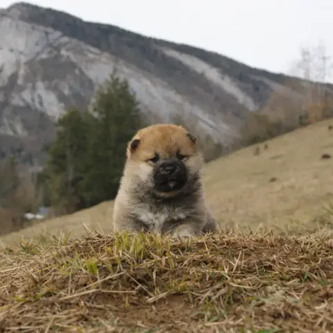 Shiba  Brioche Des Seigneurs De Montbel