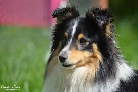Shetland Sheepdog  Chiot N°1 Du Domaine De Noa photo 3
