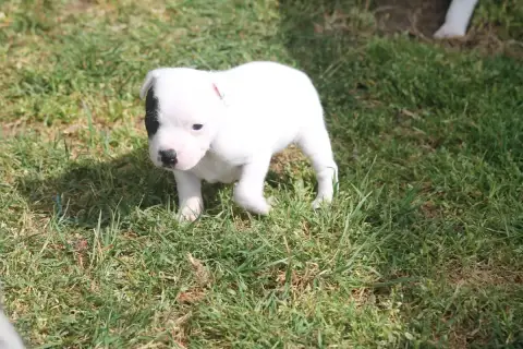 Staffordshire Bull Terrier  Baba Cool Of Suprême Staf df49a photo 2