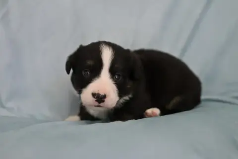 Welsh Corgi Cardigan  Buddy Of Arcadia’S Dream photo 3