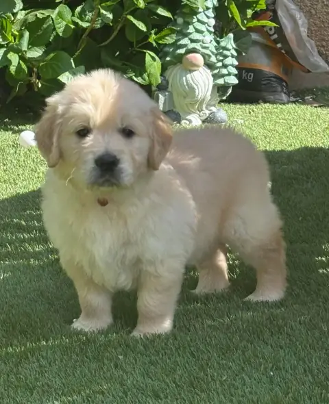 Golden Retriever  Rouge photo 3