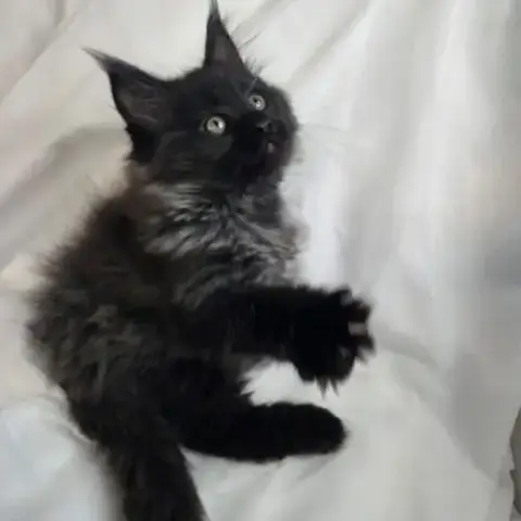 Maine Coon Black Smoke Loof
