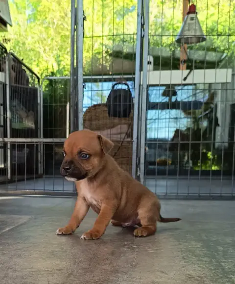 Staffordshire Bull Terrier  A Définir Des Terres D'Ir 48ac8 photo 2