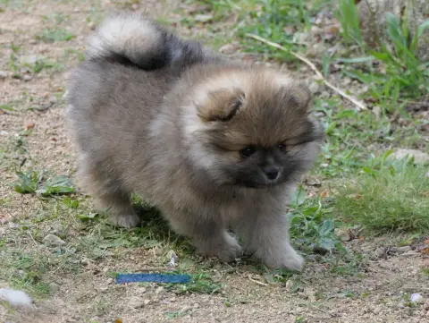 Spitz Allemand  Chiot Bleu Des Brimbelles photo 2
