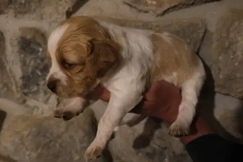 Epagneul Breton  Chiot 6 Des Terres Aniciennes photo 3