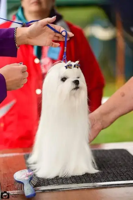 Bichon Maltais  Braye De L'Angelarde photo 2