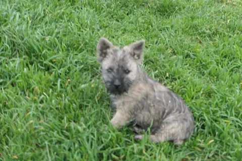 Cairn Terrier  Chiot 3 De La Paix Retrouvee photo 3