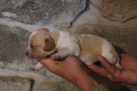 Epagneul Breton  Chiot 6 Des Terres Aniciennes