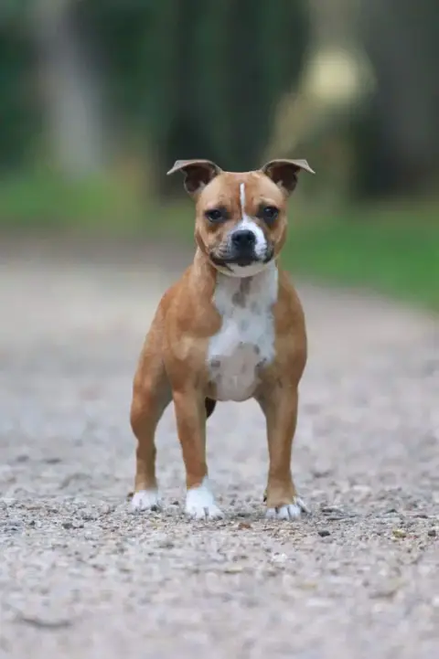 Staffordshire Bull Terrier photo 3