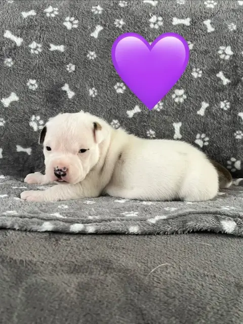 Staffordshire Bull Terrier  Chiot N°3 Du Centre Del M dca5a photo 3
