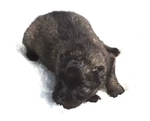 Spitz Allemand  Chiot photo 2