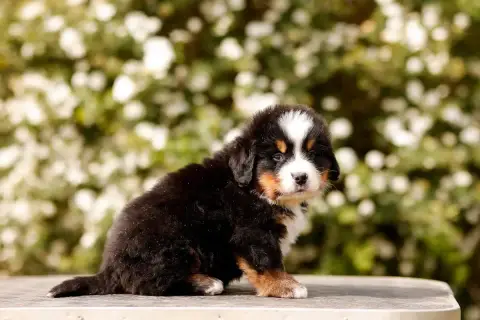 Bouvier Bernois  Chiot 1 De La Vallée De L'Hyrome photo 3