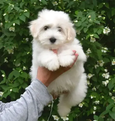 Coton De Tulear  Chiot N°4 De Dame Nature photo 2
