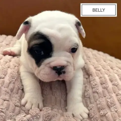 A Réserver Chiots Bouledogue Francais