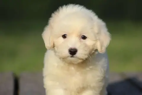 Coton De Tulear  Benson Le Bois De La Brousse