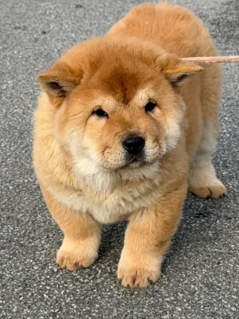 Chow Chow  Chiot 4 North Mans