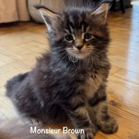 Magnifiques Maine Coon Loof À Réserver