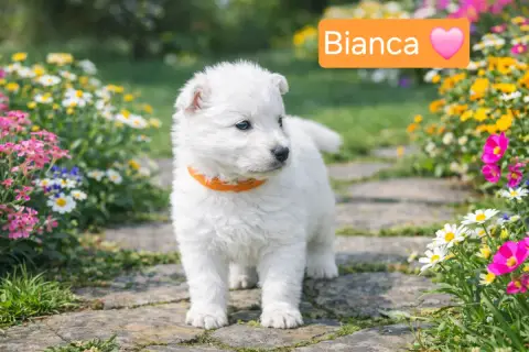 Berger Blanc Suisse  Bianca Des Hauts De Menaurupt