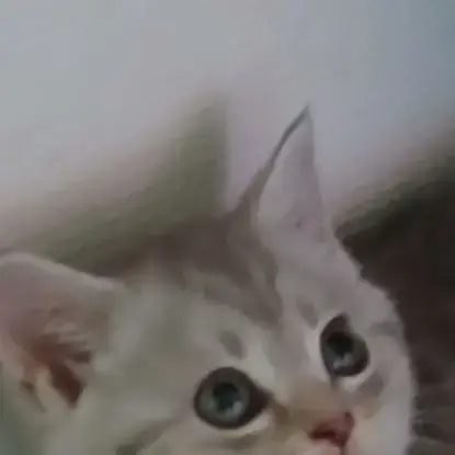 Chaton Scottish Straight
