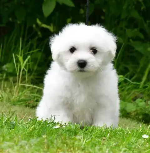 Coton De Tulear  Chiot N°3 De Dame Nature photo 3