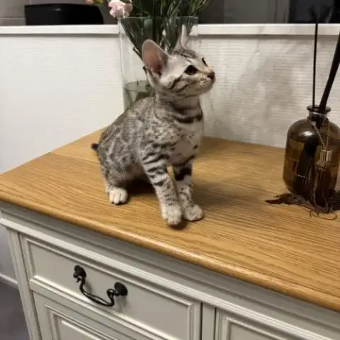 Chaton Femelle Loof Du Bengale À Vendre