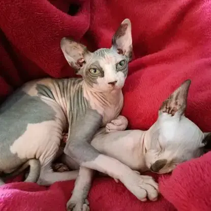 Chaton Sphynx