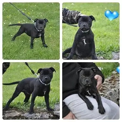 Staffordshire Bull Terrier  Boss Solfarino photo 3