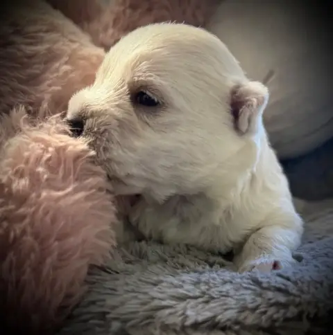 West Highland White Terrier  Chiot N°5 De La Douce So 5fdd2