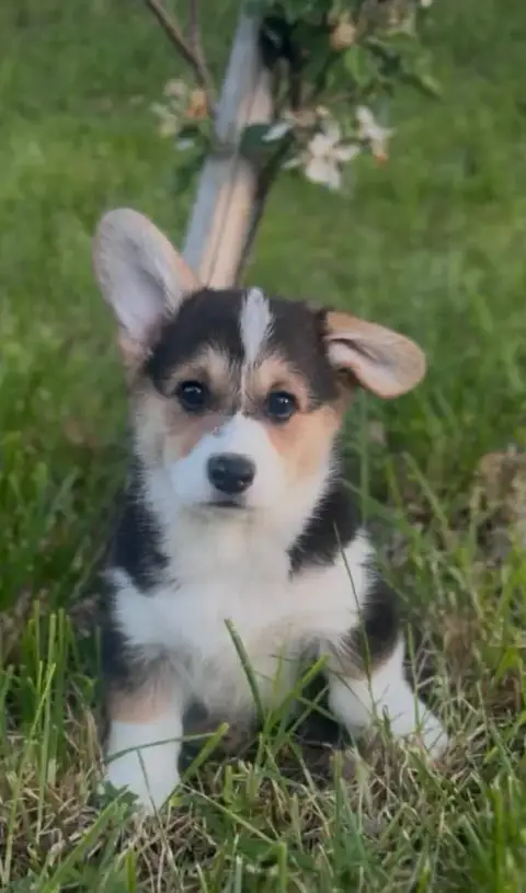 Welsh Corgi Pembroke  Boulette Du Domaine Pierre Quin 752ec