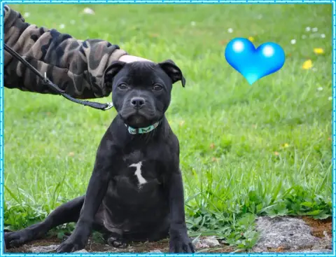 Staffordshire Bull Terrier  Boss Solfarino