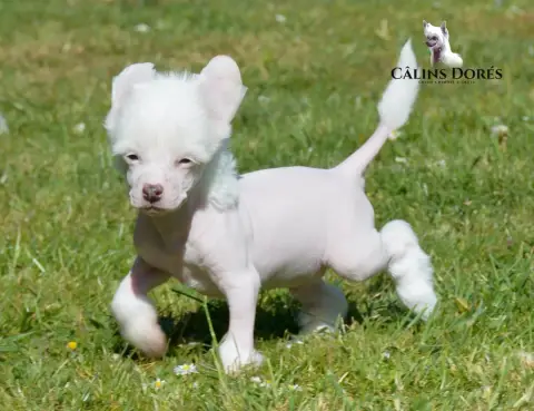Chien Chinois À Crête  Bogosse Des Câlins Dorés photo 3