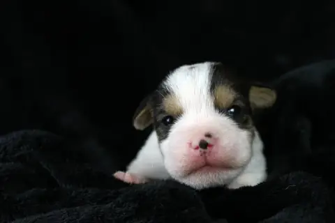 Parson Russell Terrier  Chiot 5 Des Very Important Pa 039df photo 3