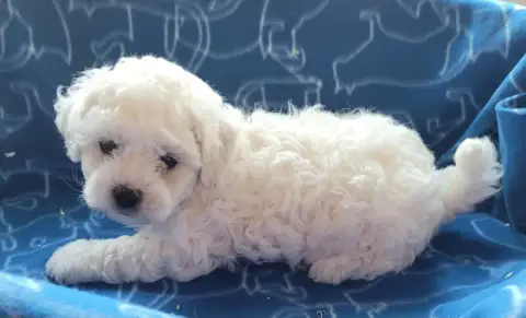 Bichon Frise  Chiot N°2 Des Marais De Courmont photo 2