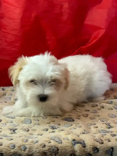Coton De Tulear  Bilbo Du Hameau De Roxane photo 2